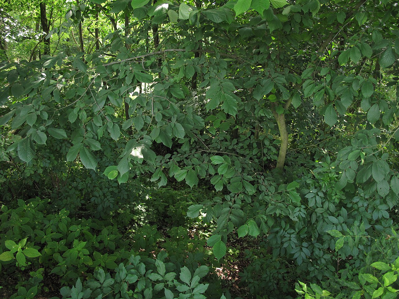 Ulmus glabra, Wych elm — spreading deciduous (Ulmaceae) (image 4 of 8)