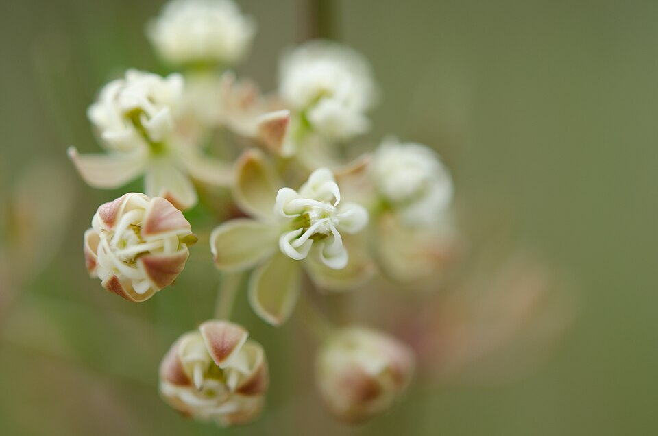 Asclepias verticillata (Whorled Milkweed) (alternate view 8)