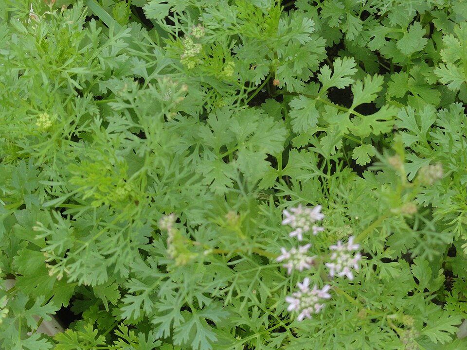 Coriandrum sativum (Cilantro) (alternate view 6)