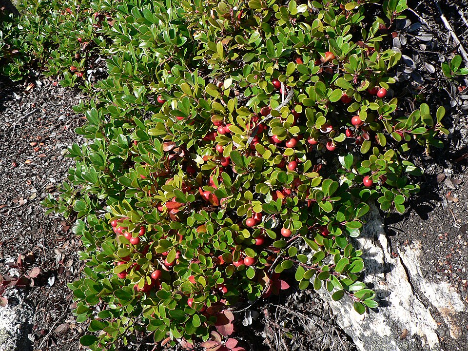 Arctostaphylos uva-ursi (kinnikinnick) (alternate view 5)