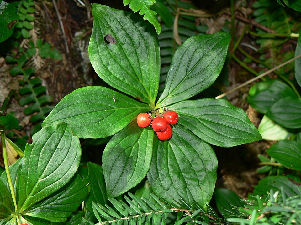 Cornus unalaschkensis (bunchberry) (alternate view 6)