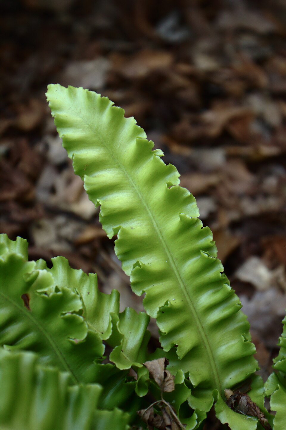 Asplenium scolopendrium 'Angustatum'