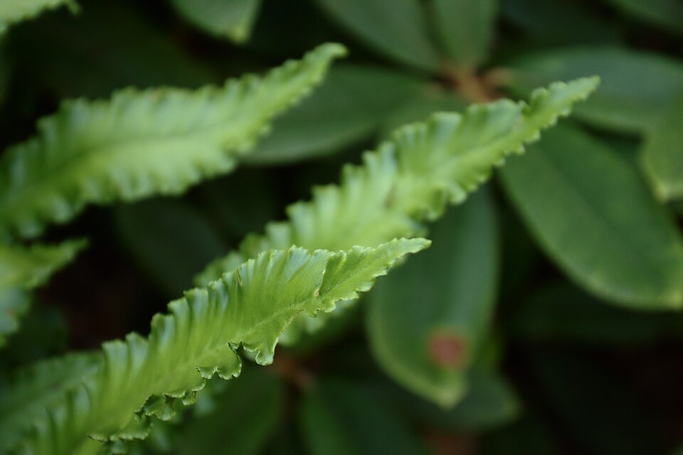Asplenium scolopendrium 'Angustatum' (alternate view 2)