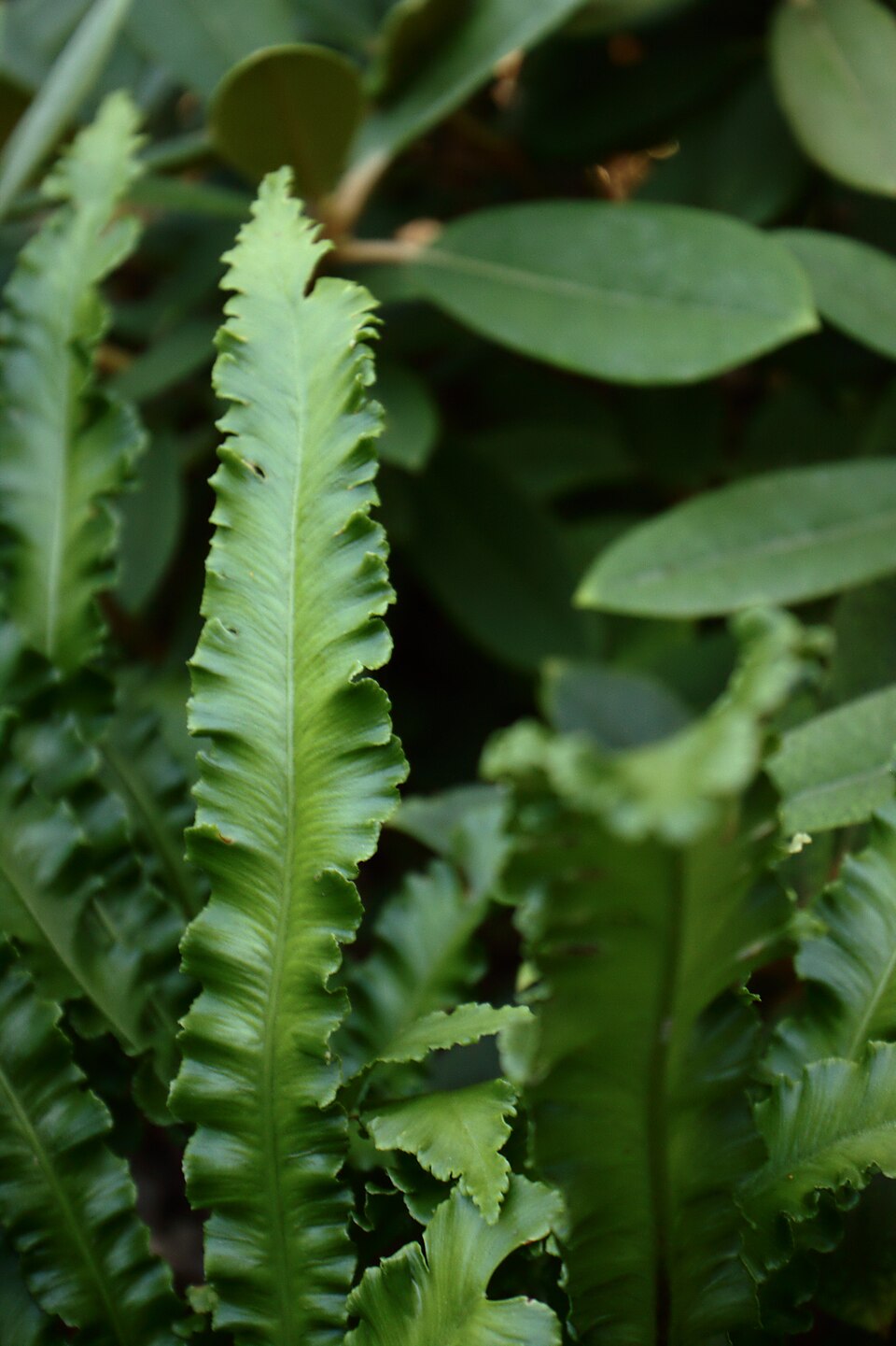 Asplenium scolopendrium 'Angustatum' (alternate view 3)