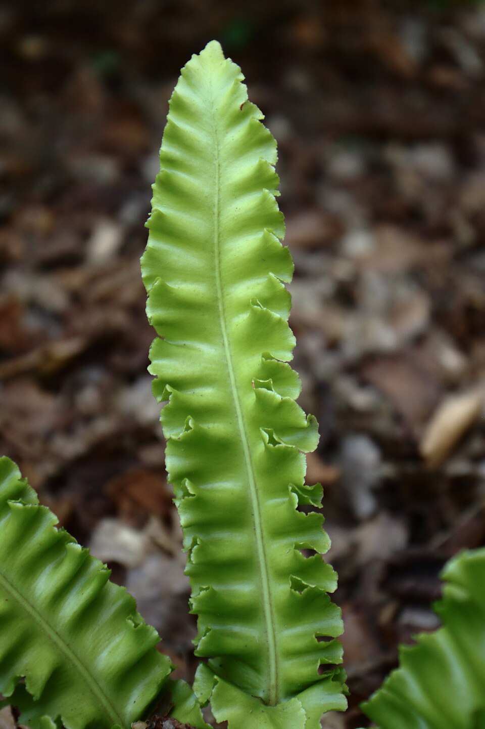 Asplenium scolopendrium 'Angustatum' (alternate view 4)