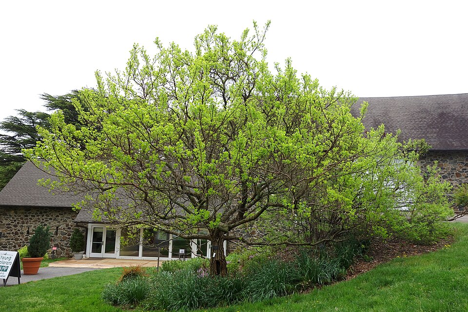 Chionanthus retusus (Chinese Fringetree) (alternate view 5)