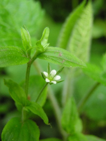 Moehringia trinervia (Three-nerved Sandwort)