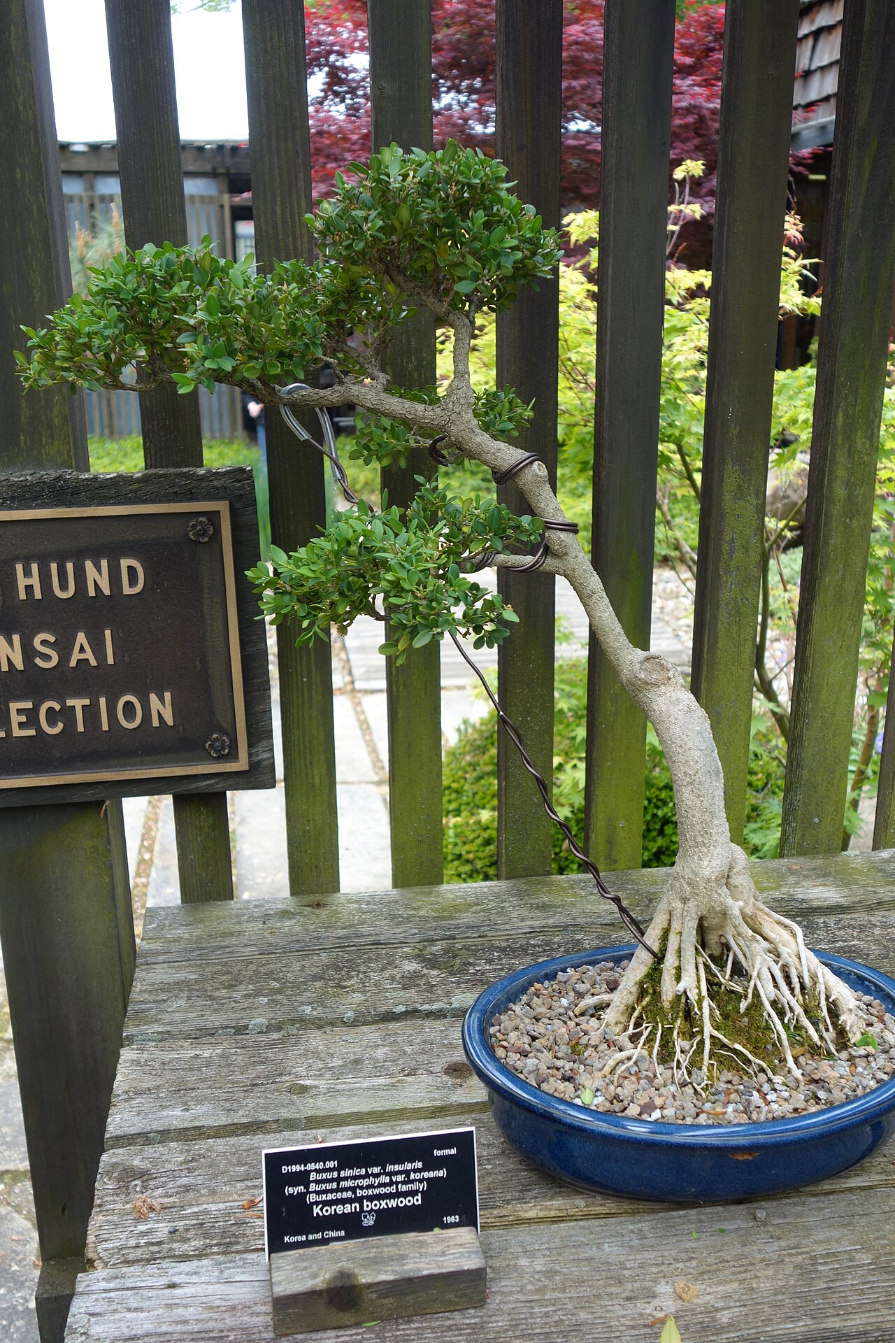Buxus sinica, Chinese box — mounding evergreen (Buxaceae) (image 6 of 10)