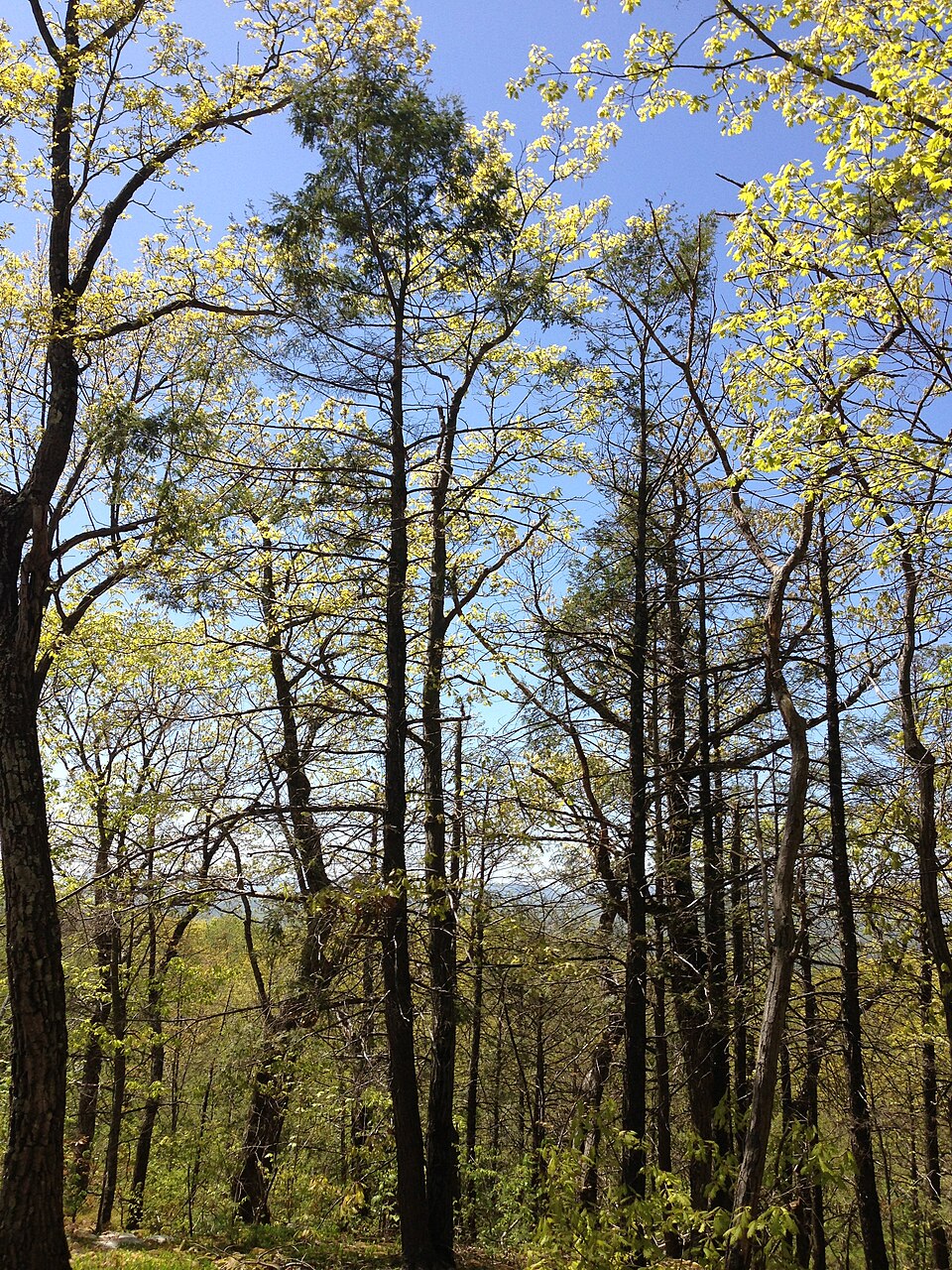 Tsuga canadensis (eastern hemlock) (alternate view 8)