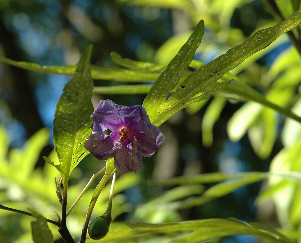 Solanum laciniatum (kangaroo-apple) (alternate view 2)