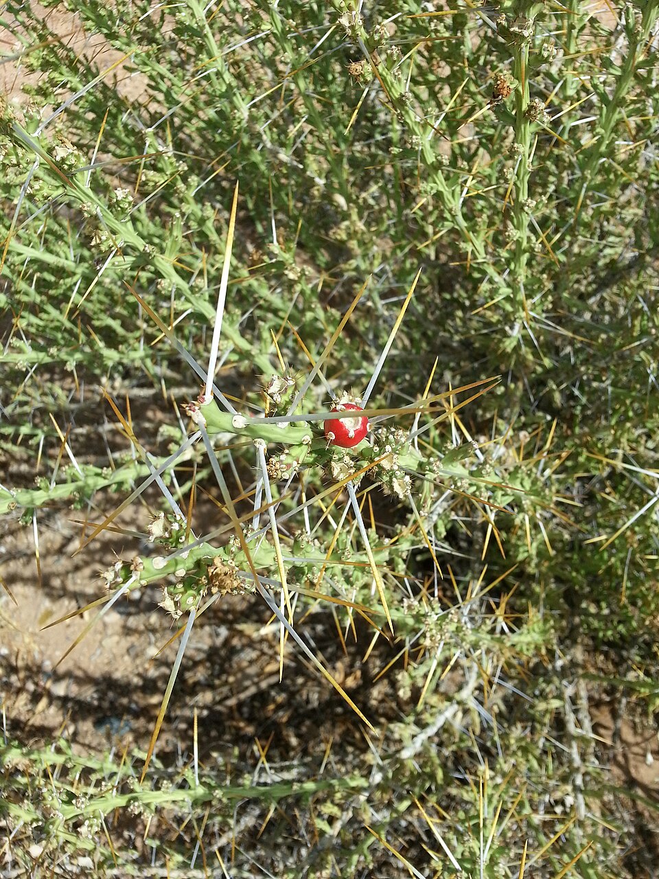 Cylindropuntia leptocaulis (Christmas cholla)