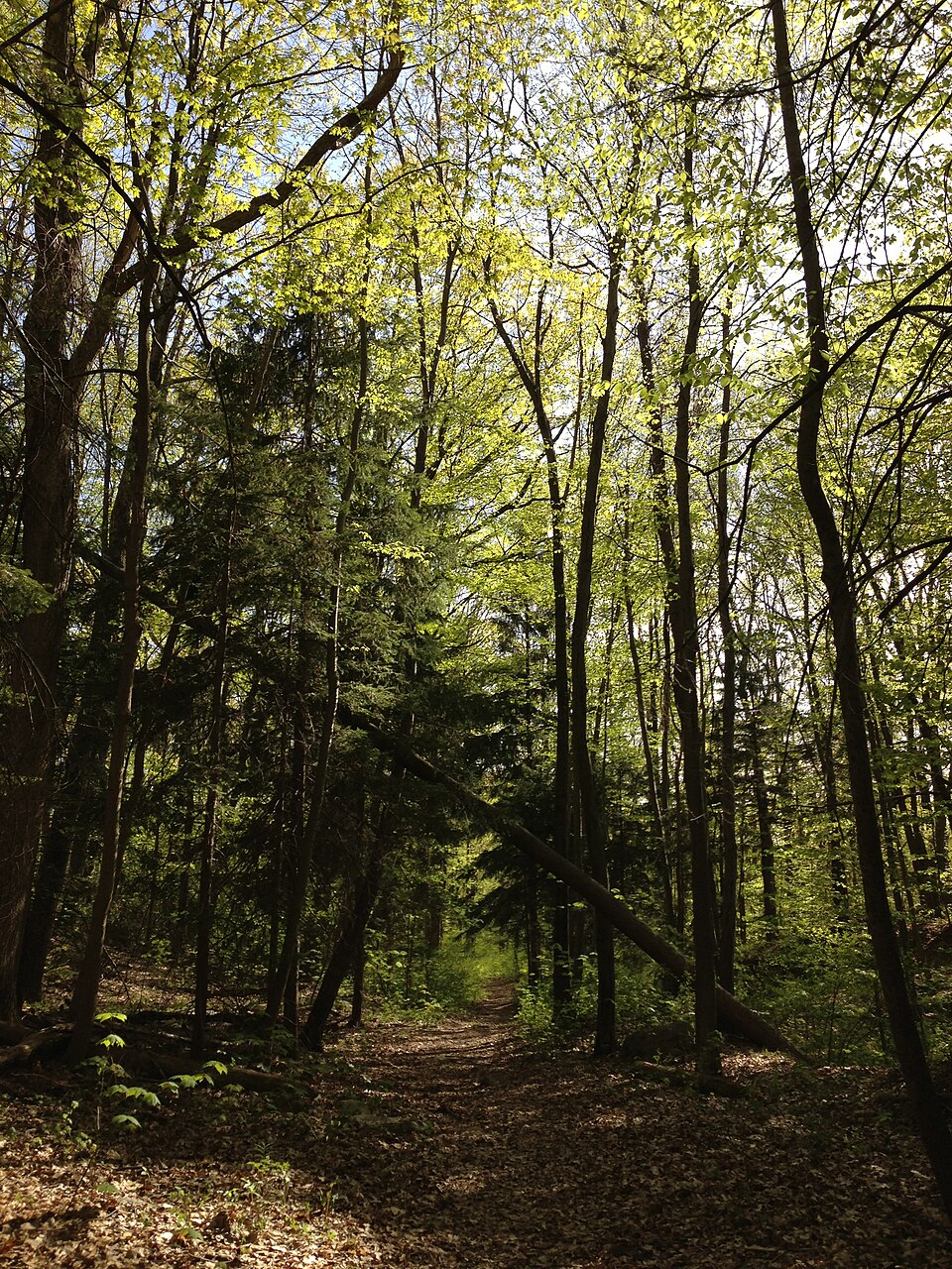 Picea rubens (red spruce) (alternate view 2)