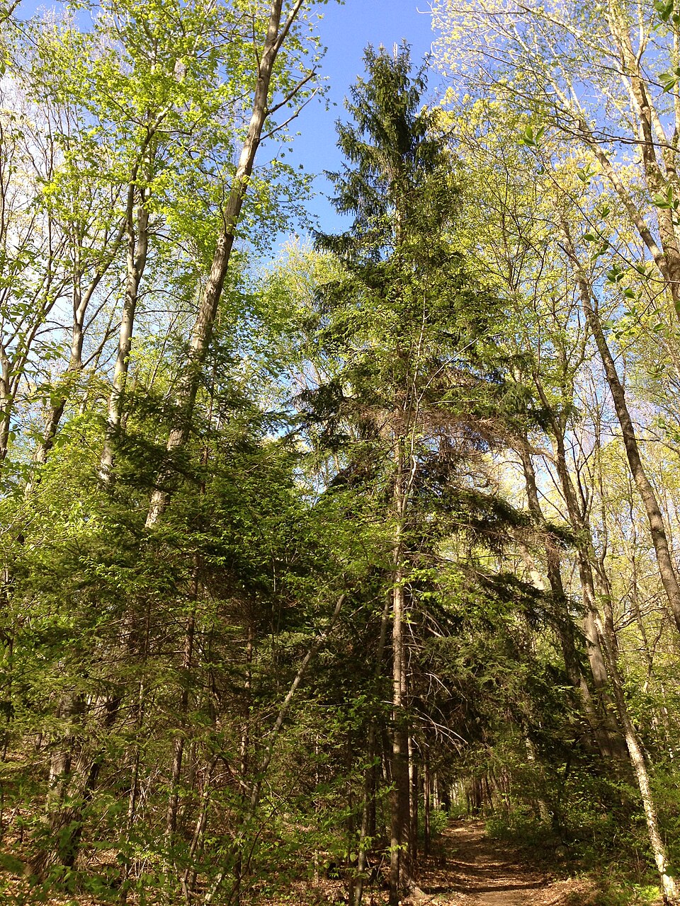 Picea rubens (red spruce) (alternate view 3)