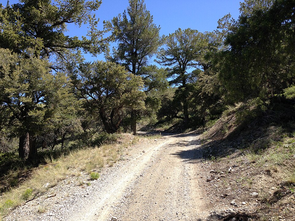 Pinus flexilis (limber pine) (alternate view 7)