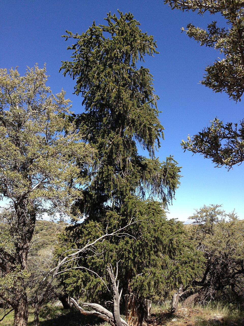 Pinus longaeva (Great Basin bristlecone pine) (alternate view 5)