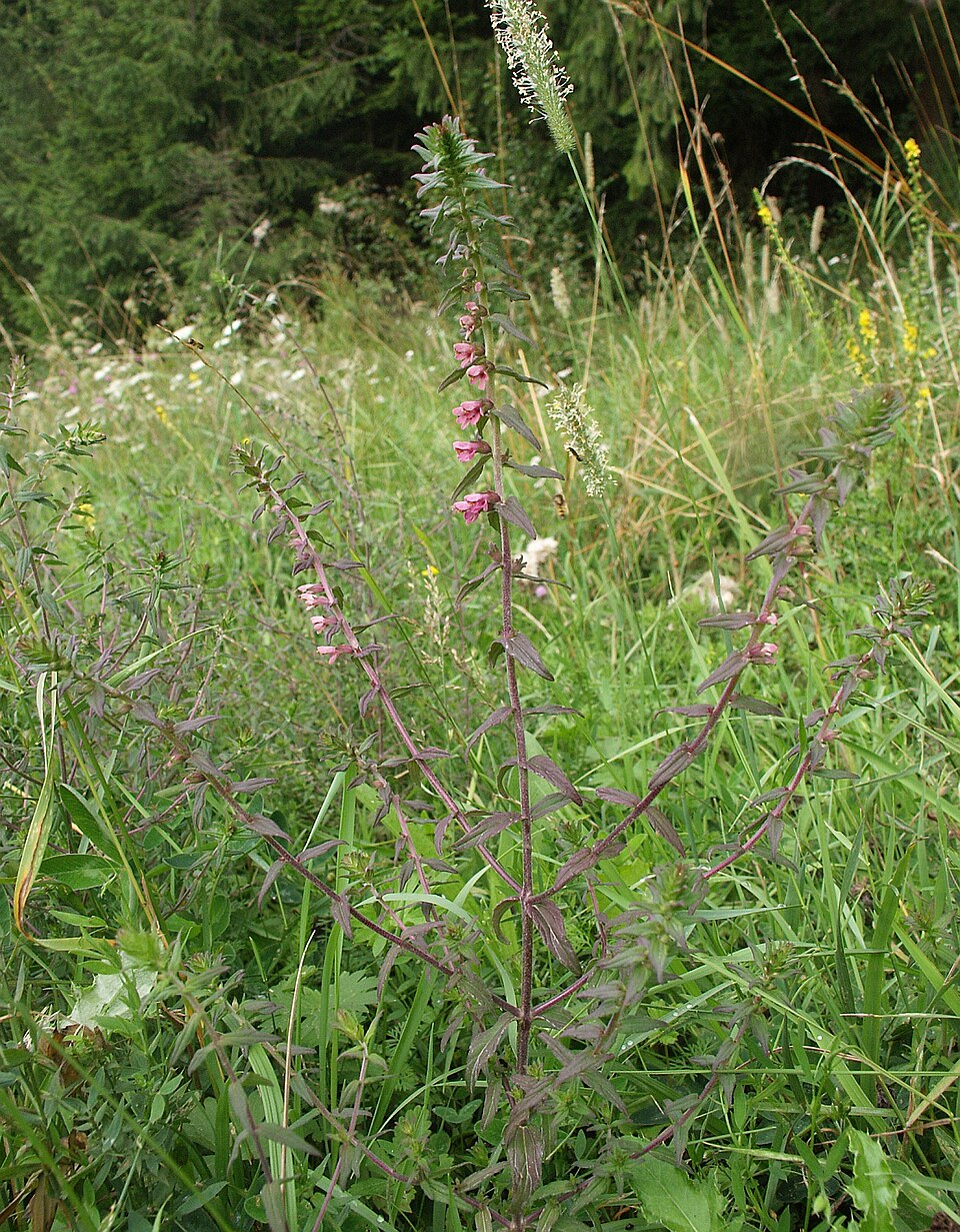 Odontites vulgaris (Red Odontites)