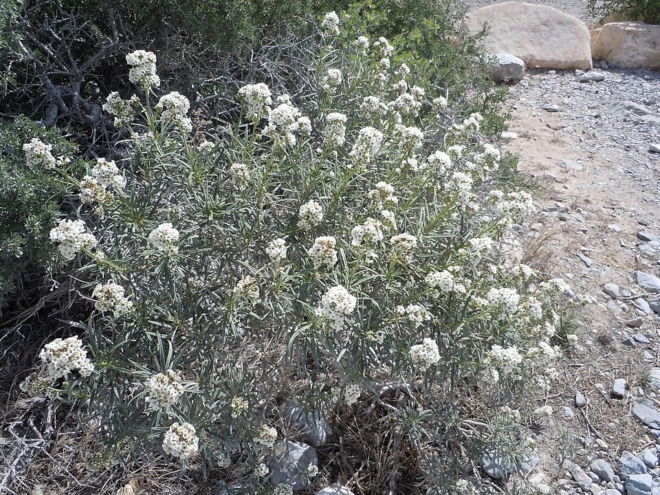 Eriodictyon californicum (California yerba santa) (alternate view 8)