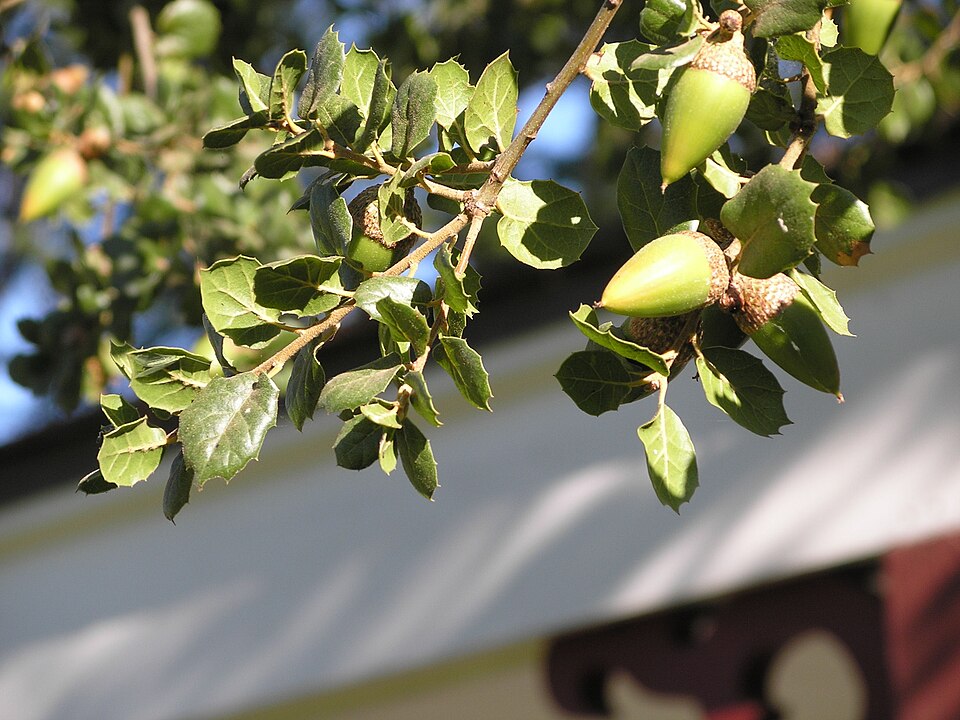 Quercus agrifolia (Coast Live Oak)