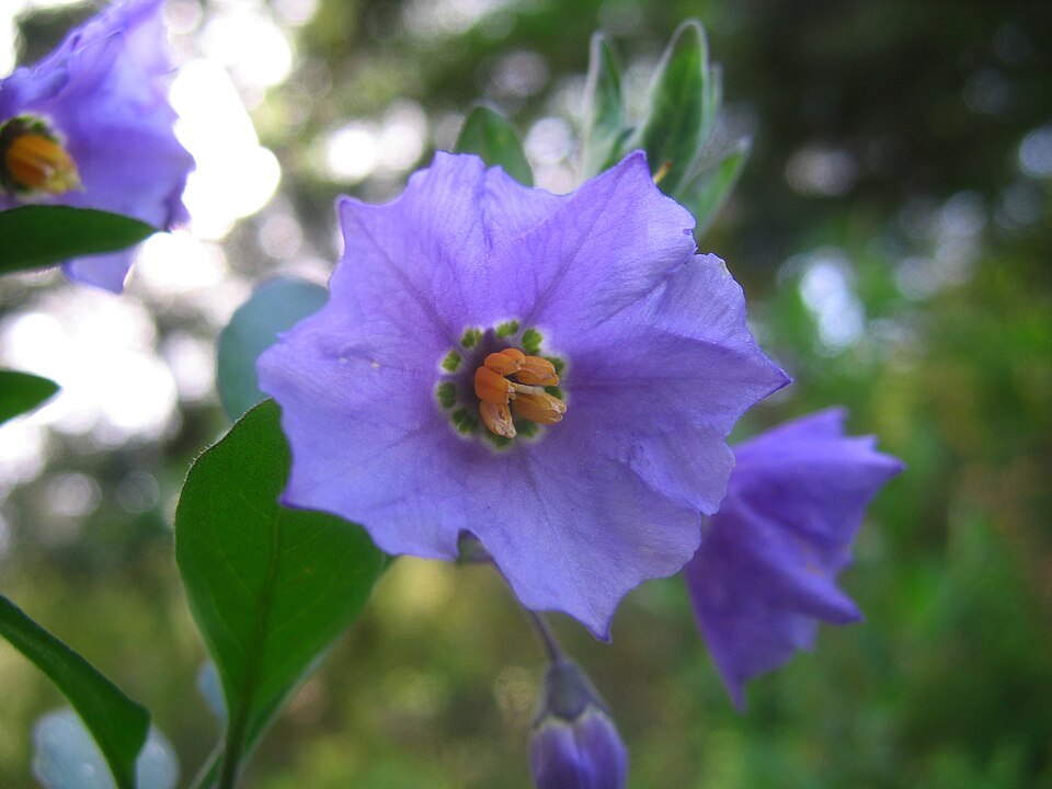 Solanum xanti (purple nightshade)