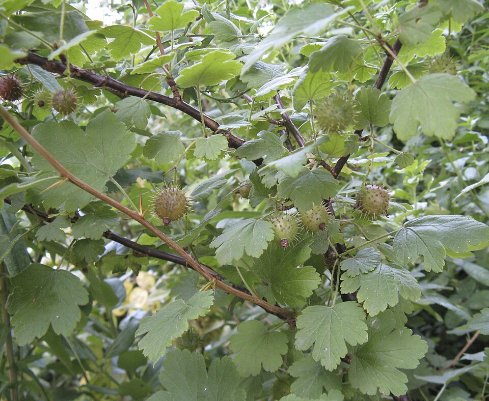 Ribes cynosbati (prickly gooseberry) (alternate view 9)