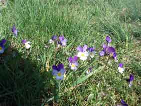 Viola tricolor (Wild Pansy)