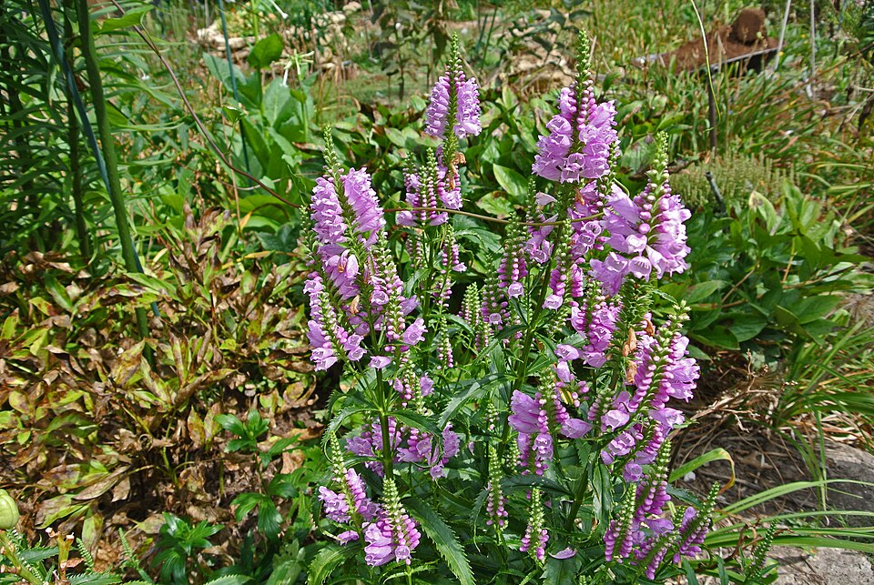Physostegia virginiana (Obedient Plant) (alternate view 9)
