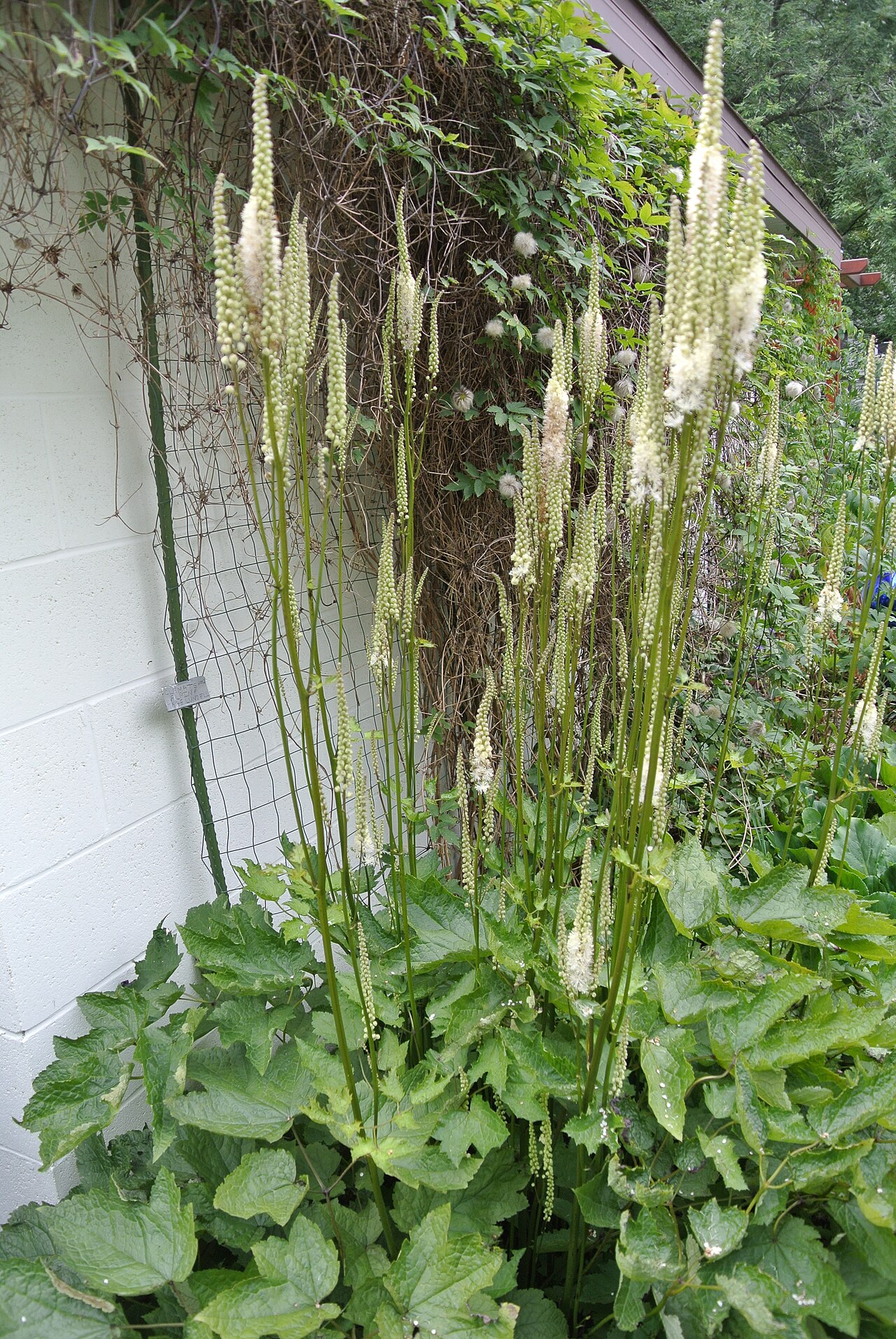 Actaea simplex, Bugbane — clumping deciduous (Ranunculaceae) (image 6 of 10)