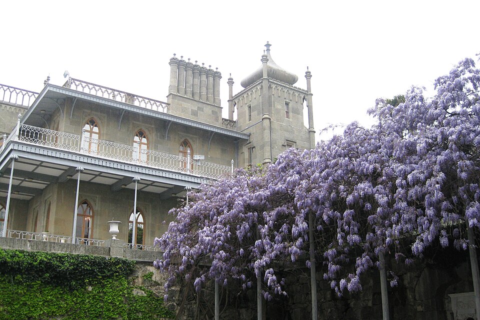 Wisteria (wisterias) (alternate view 4)