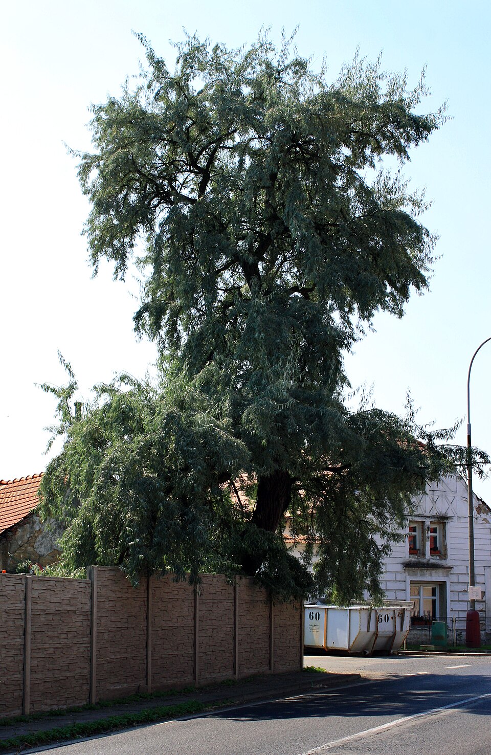 Elaeagnus angustifolia (Russian olive) (alternate view 2)