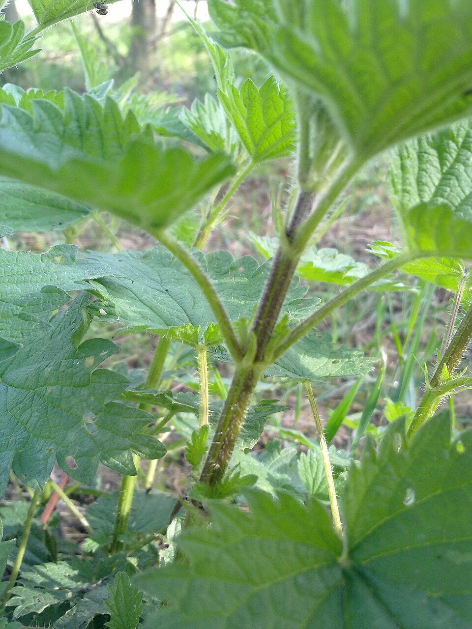 Urtica dioica (stinging nettle) (alternate view 10)