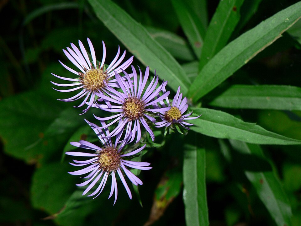 Canadanthus modestus (Giant Mountain Aster) (alternate view 6)