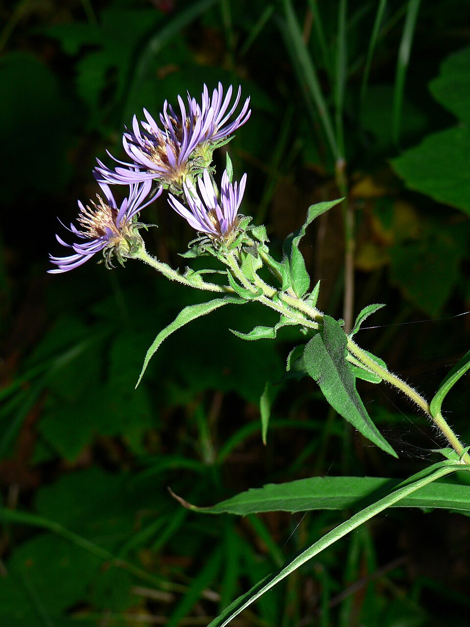Canadanthus modestus (Giant Mountain Aster) (alternate view 7)