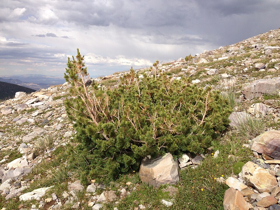 Pinus flexilis (limber pine) (alternate view 9)