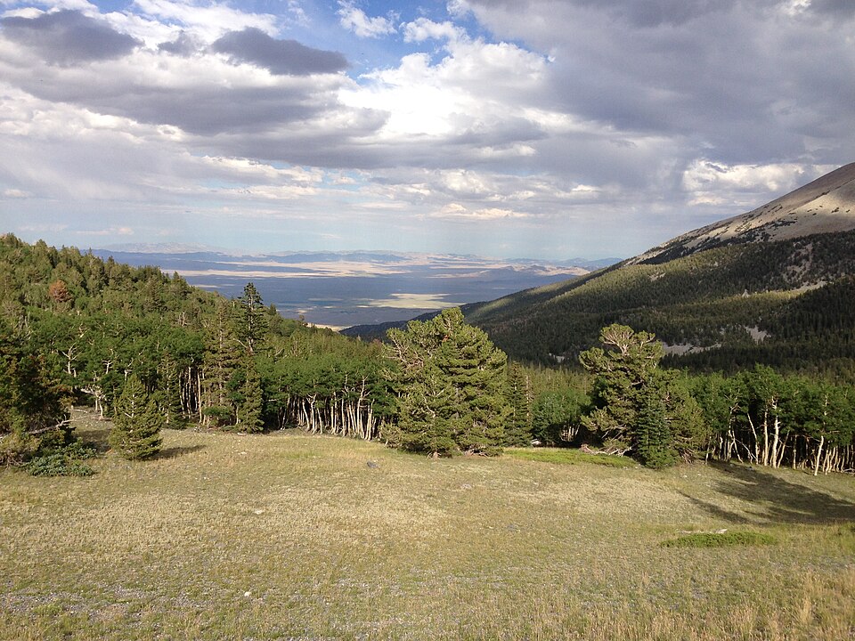 Pinus flexilis (limber pine) (alternate view 10)