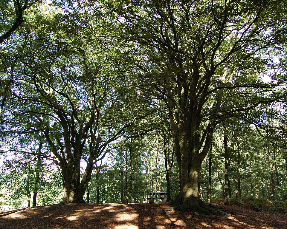 Fagus sylvatica (European beech) (alternate view 7)