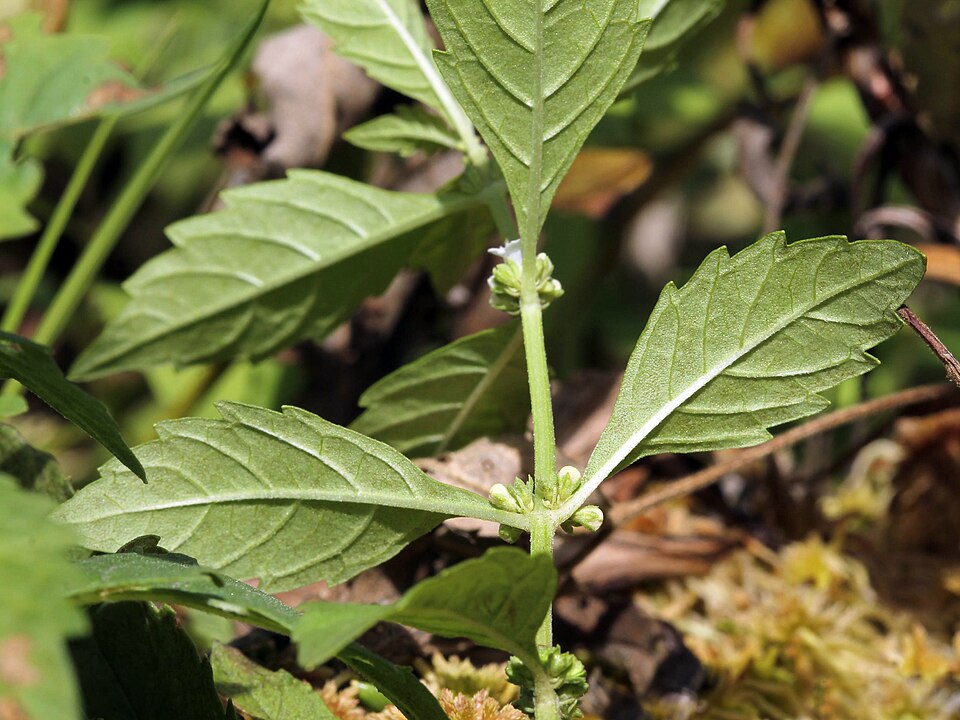 Lycopus uniflorus (northern bugleweed) (alternate view 3)