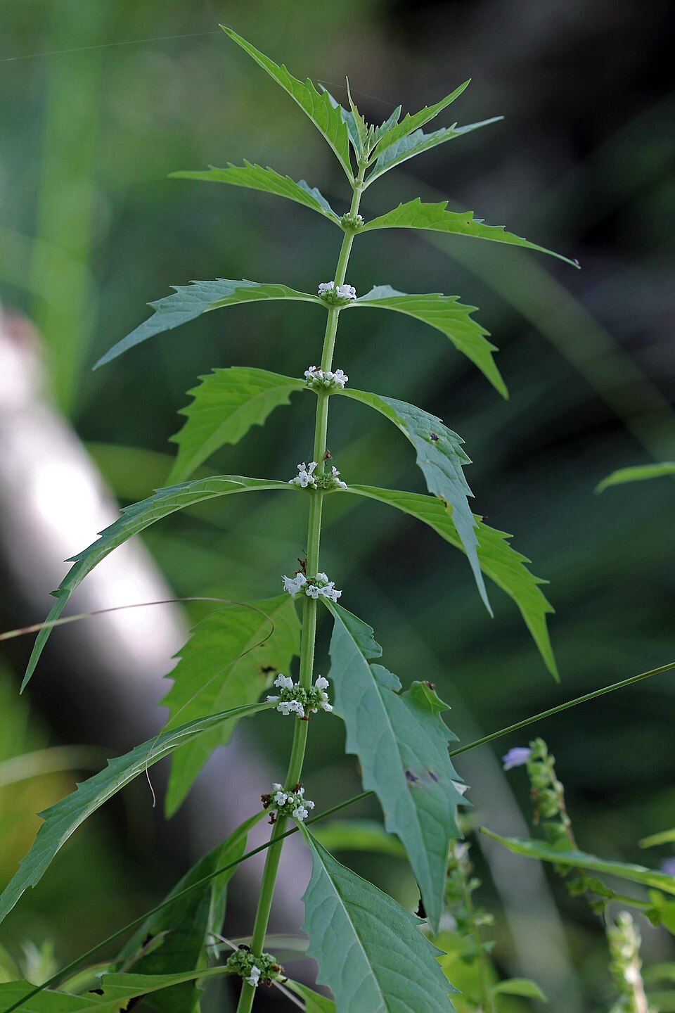 Lycopus uniflorus (northern bugleweed) (alternate view 4)