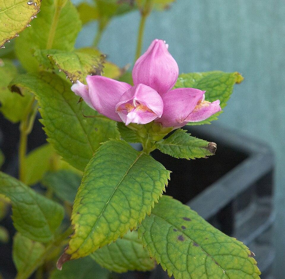 Chelone obliqua (Rose Turtlehead) (alternate view 6)
