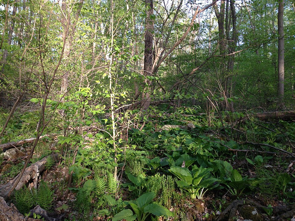Symplocarpus foetidus (Eastern Skunk Cabbage)