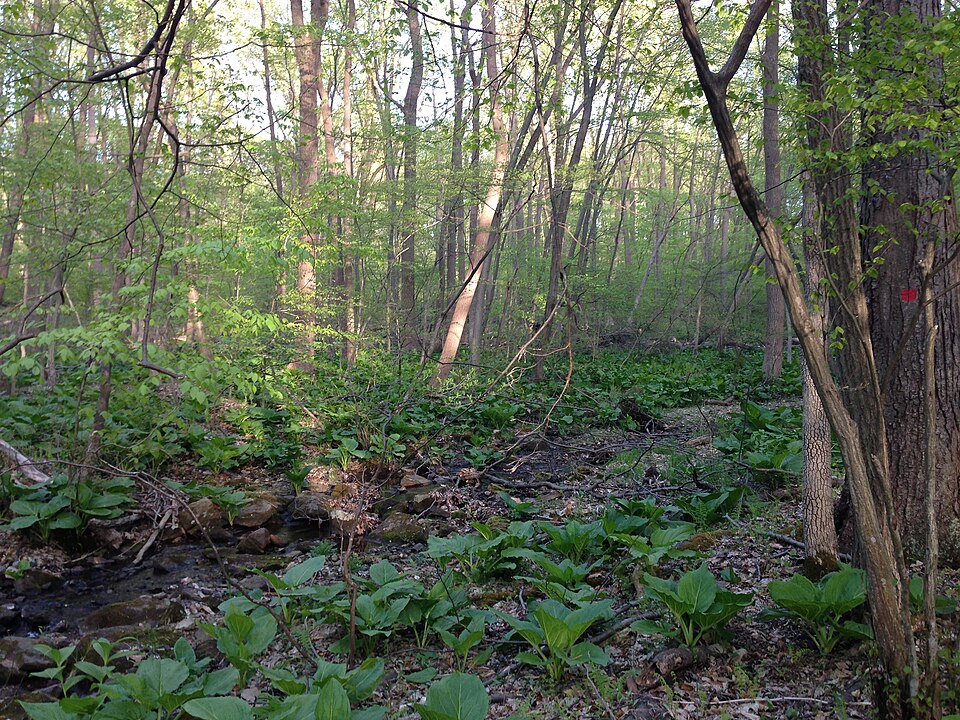 Symplocarpus foetidus (Eastern Skunk Cabbage)