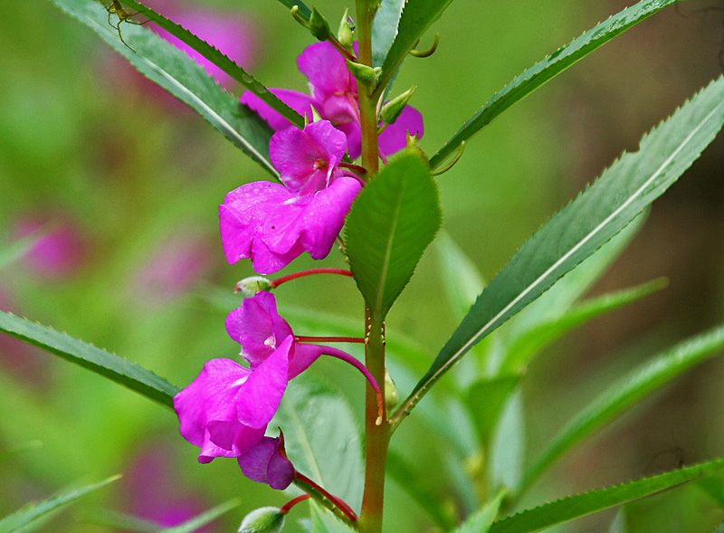 Impatiens balsamina, Garden balsam — upright (Balsaminaceae) (image 1 of 8)