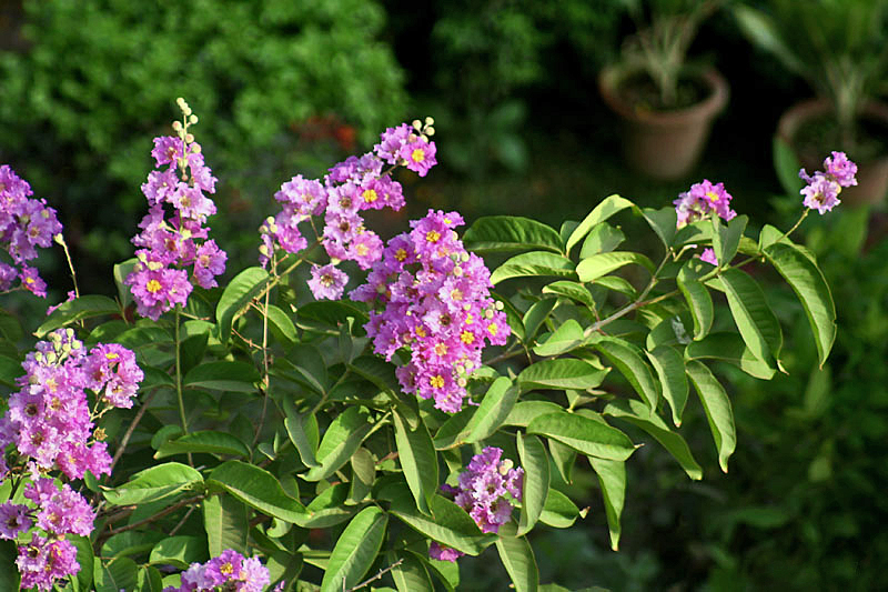 Lagerstroemia speciosa, Queen's crape myrtle — upright deciduous (Lythraceae) (image 1 of 8)