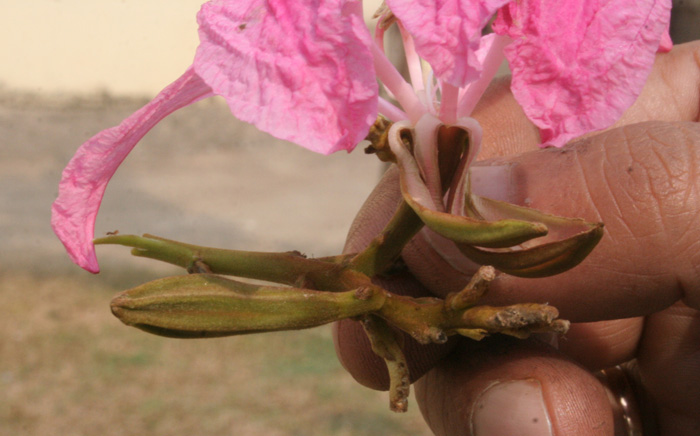 Bauhinia purpurea, Purple orchid tree — spreading semi-evergreen (Fabaceae) (image 1 of 9)