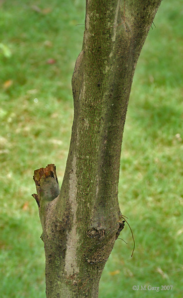 Ficus virens (White fig) (alternate view 6)