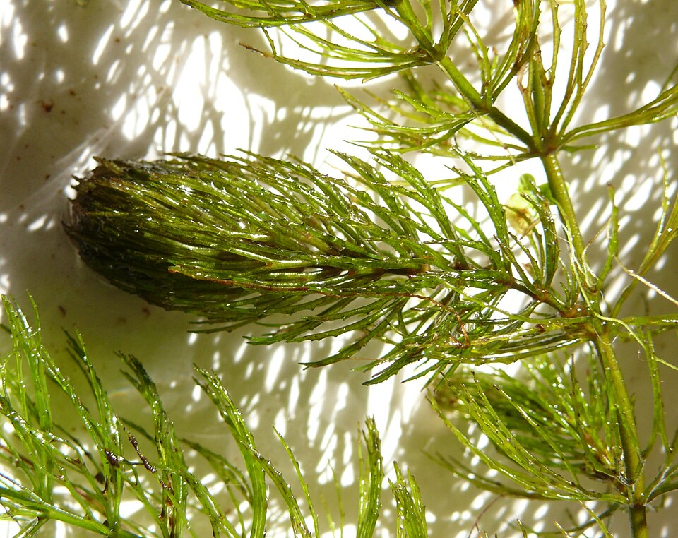 Ceratophyllum demersum (coontail) (alternate view 7)