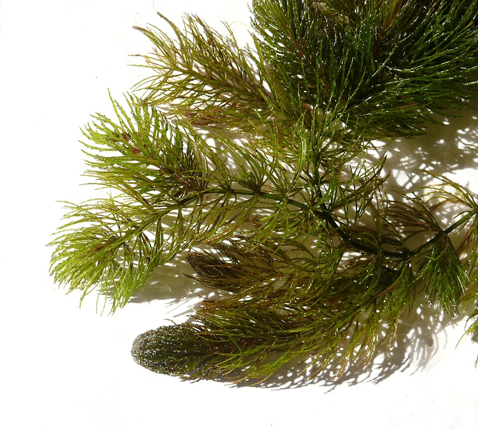 Ceratophyllum demersum (coontail) (alternate view 8)