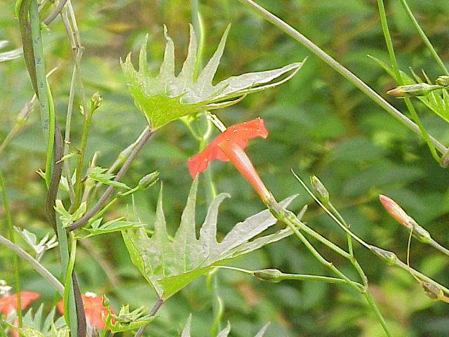 Ipomoea × multifida (Cardinal Climber)