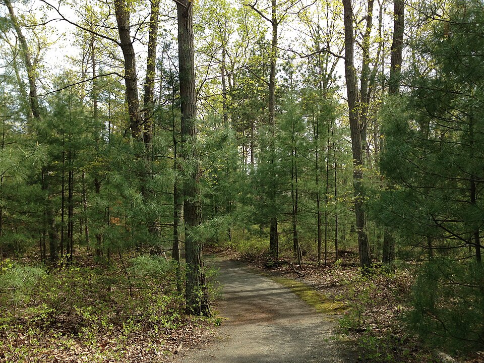 Pinus strobus (eastern white pine) (alternate view 6)