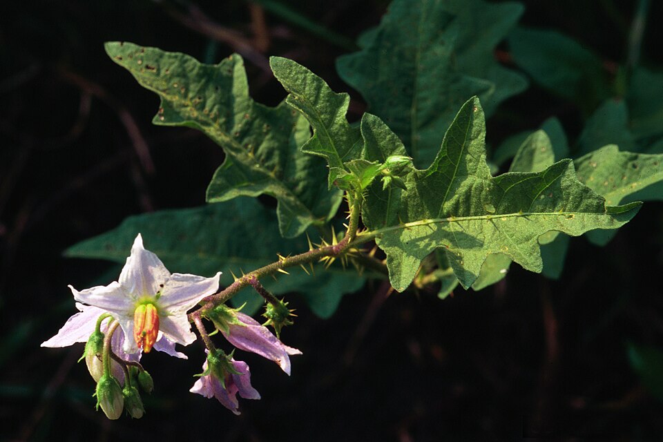 Solanum carolinense (Carolina horsenettle)