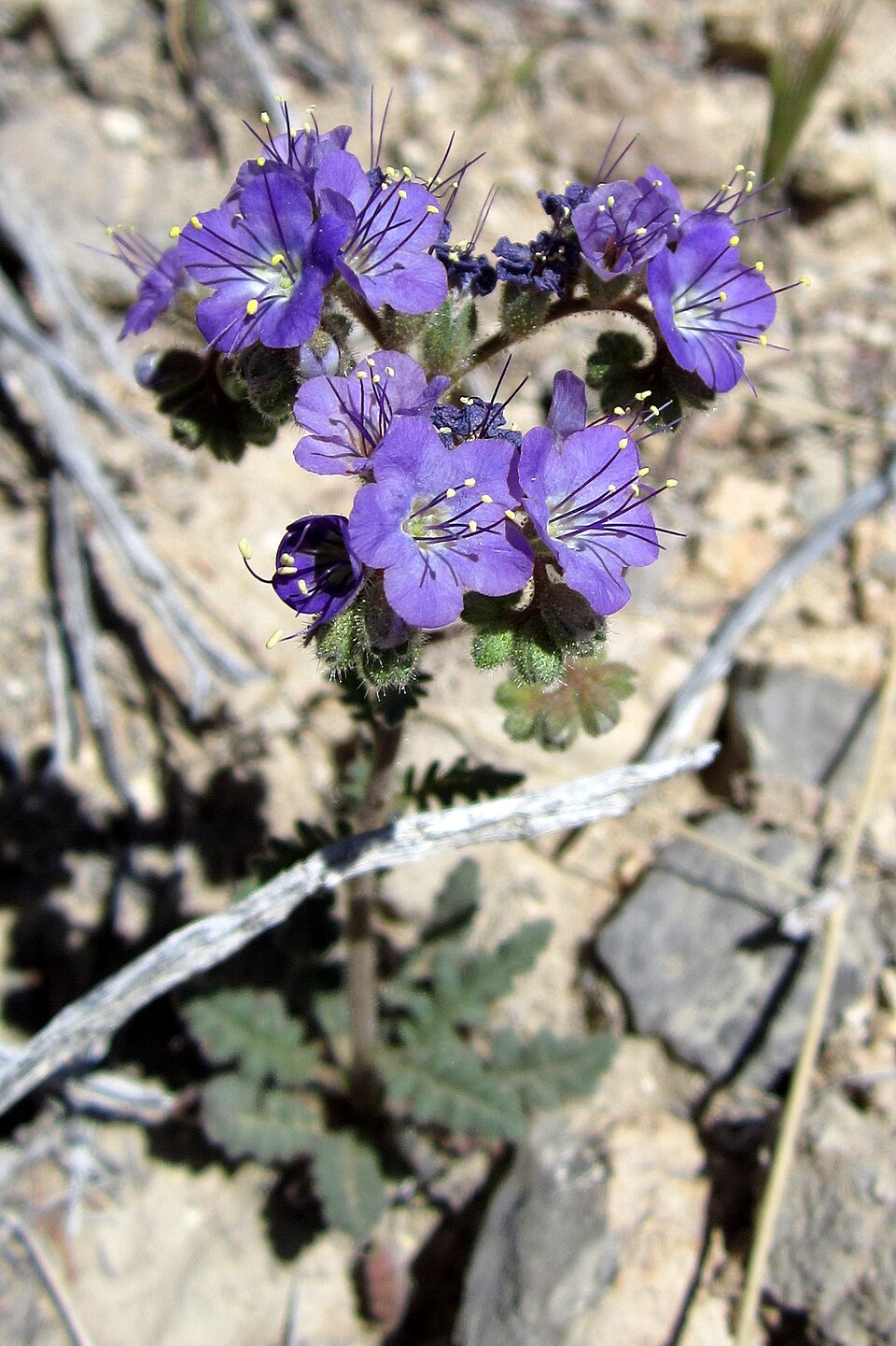 Phacelia crenulata (Notch-leaf Scorpionweed) (alternate view 6)
